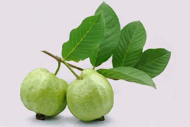 Guava