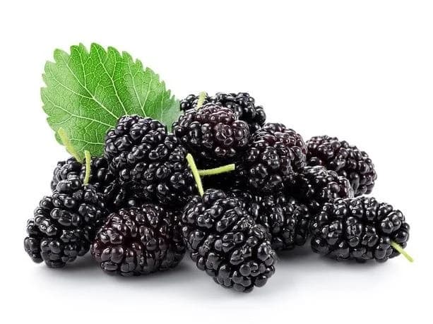 Mulberry